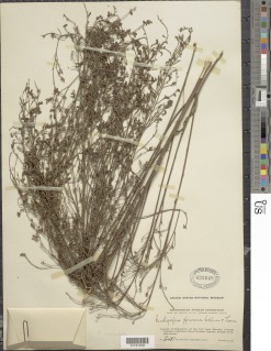 Indigofera paniculata image