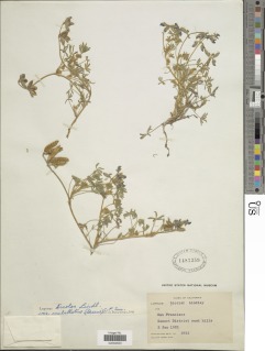 Lupinus bicolor image