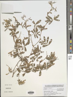 Tephrosia pedicellata image
