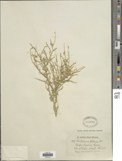 Crotalaria thebaica image