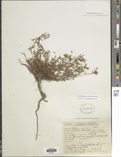 Hosackia oblongifolia var. cuprea image