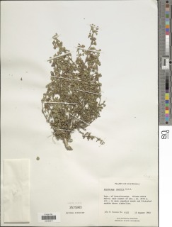 Image of Trifolium amabile