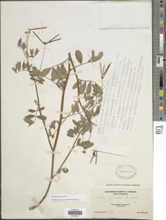 Hosackia oblongifolia image