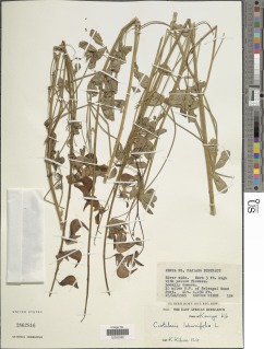 Crotalaria laburnifolia image