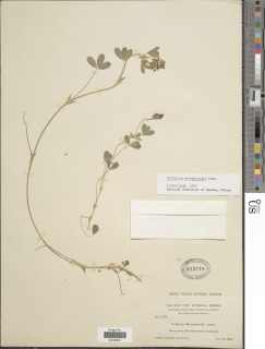 Trifolium wormskioldii image