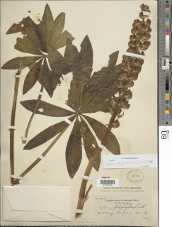 Lupinus polyphyllus var. grandifolius image