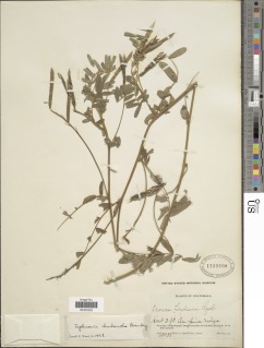 Tephrosia rhodantha image