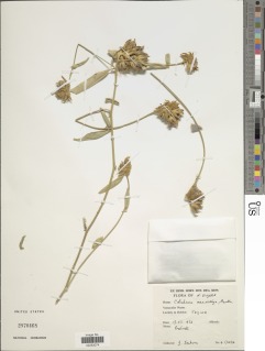 Crotalaria macrocalyx image