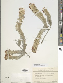 Acmispon argophyllus image