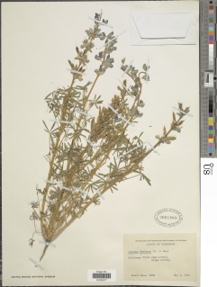 Lupinus nanus subsp. menkerae image
