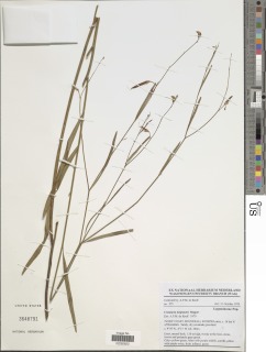 Image of Crotalaria deightonii