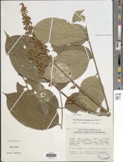 Millettia macrophylla image