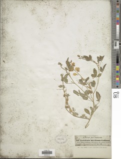 Crotalaria senegalensis image