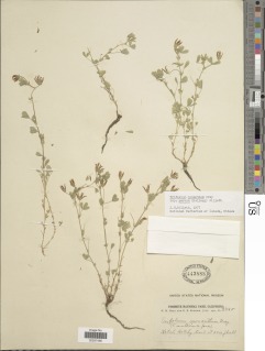 Trifolium monanthum subsp. parvum image