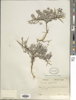 Psorothamnus arborescens image