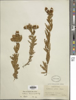 Crotalaria lachnocarpoides image
