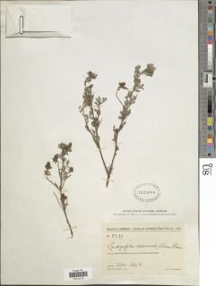 Indigofera secundiflora image