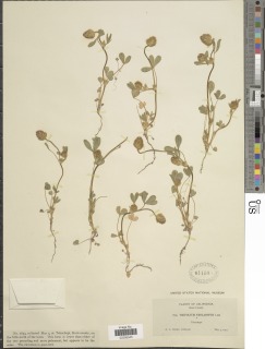 Trifolium albopurpureum image