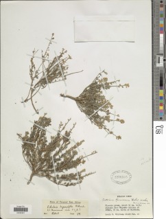 Crotalaria hyssopifolia image