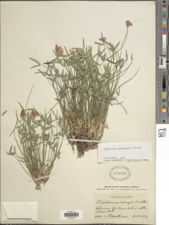 Image of Trifolium dedeckerae