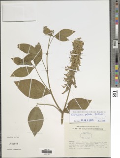 Crotalaria pallida image
