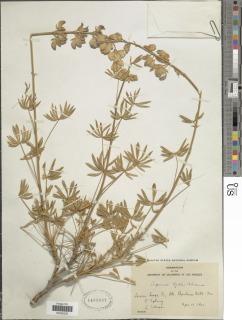 Lupinus albifrons var. hallii image