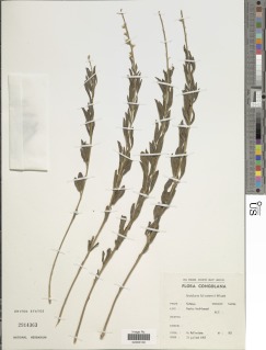 Crotalaria quangensis image