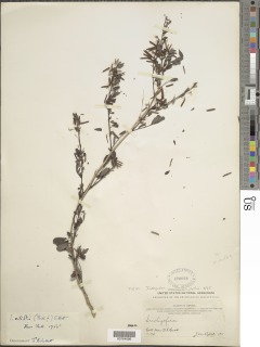 Indigofera nummulariifolia image