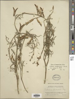Crotalaria dewildemaniana image