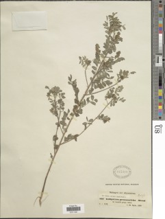 Indigofera secundiflora var. secundiflora image