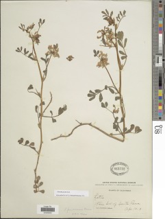 Hosackia gracilis image