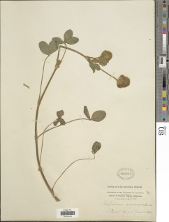 Trifolium amoenum image