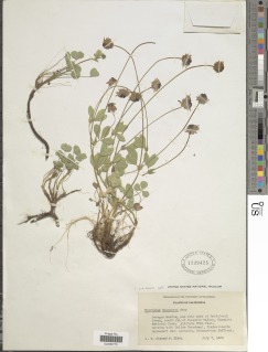 Image of Trifolium bolanderi