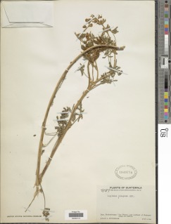 Lupinus elegans image