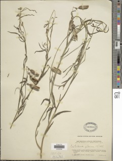 Crotalaria glauca image