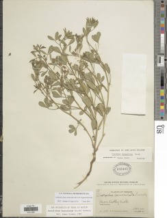 Ladeania lanceolata image