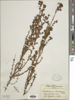 Image of Crotalaria caudata