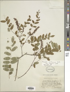 Amorpha californica var. napensis image