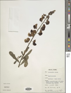 Crotalaria retusa image