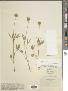 Trifolium longipes subsp. atrorubens image