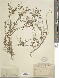 Crotalaria florida image