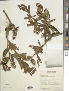Crotalaria lachnocarpoides image