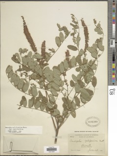 Amorpha californica var. californica image