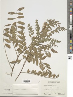 Amorpha apiculata image