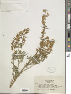 Lupinus angustiflorus image