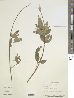 Crotalaria dewildemaniana image