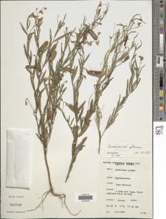 Crotalaria glauca image