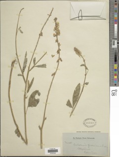 Crotalaria petitiana image