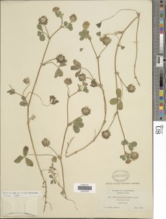 Image of Trifolium polyodon