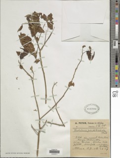 Crotalaria grandibracteata image